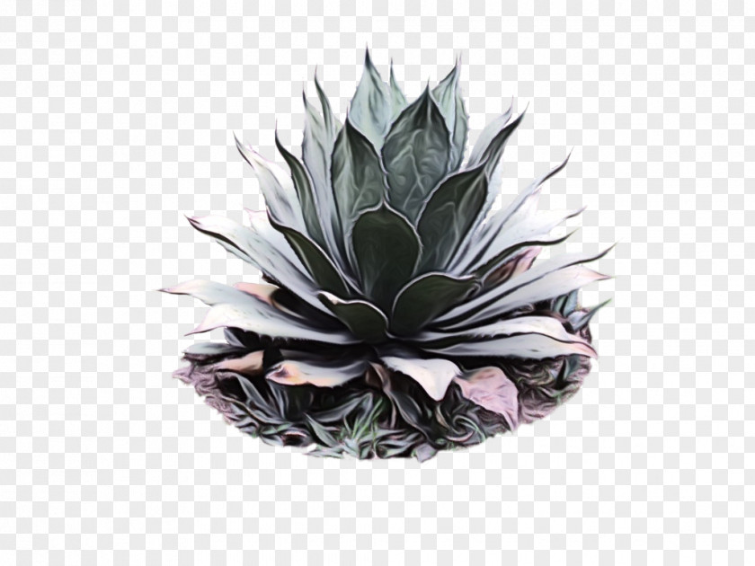 Agave Tequilana Century Plant Angustifolia Plants Succulent PNG