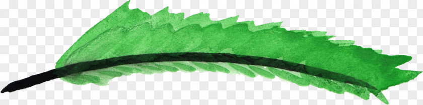 Father-watercolor Green Feather PNG