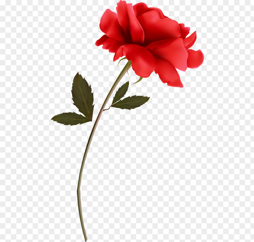 Flower Garden Roses Red Clip Art PNG