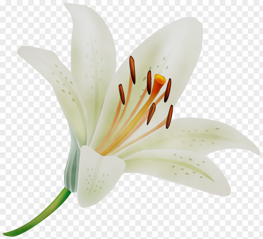 Madonna Lily Clip Art Transparency Image PNG