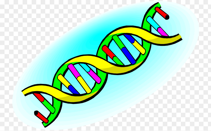 Nucleic Acid Double Helix DNA Structure Clip Art PNG