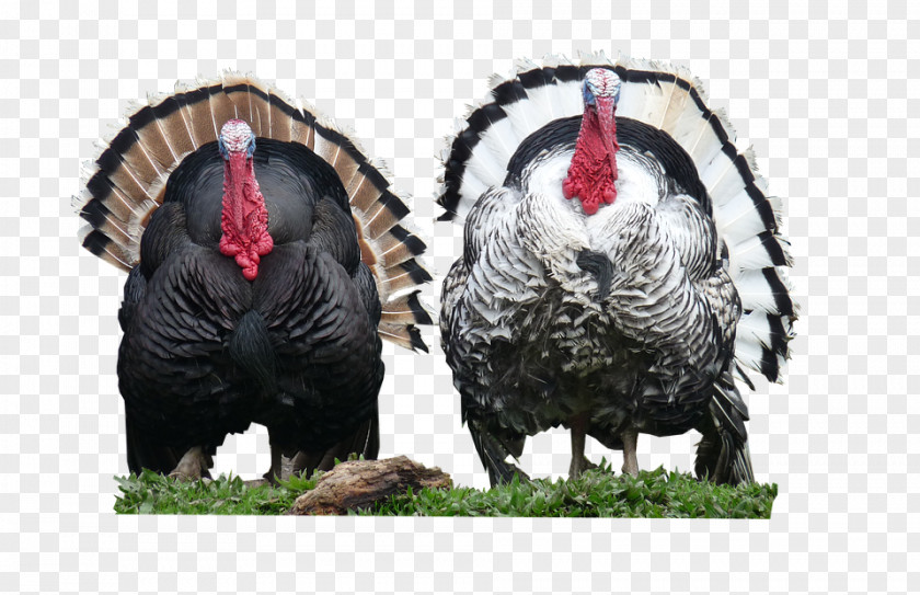 Thanksgiving Turkey Meat Poultry Farming PNG
