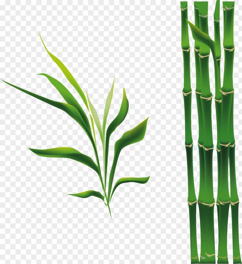 Cartoon Green Bamboo Bamboe Drawing PNG