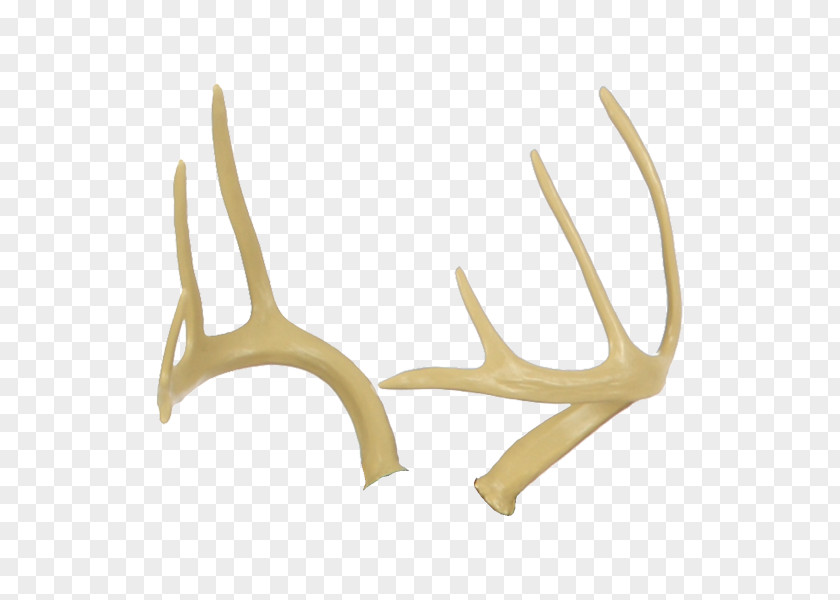 Deer Antlers Antler Fallow Elk Horn PNG