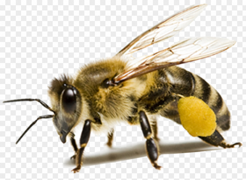 Honey Bee Insect Ant PNG