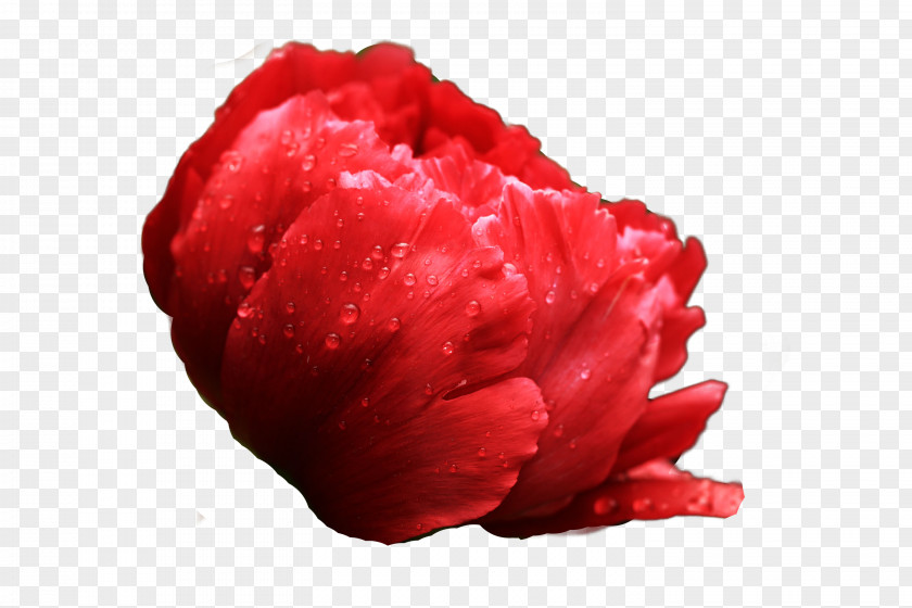 National Flower Peony Luoyang Heze Moutan Floral Emblem PNG