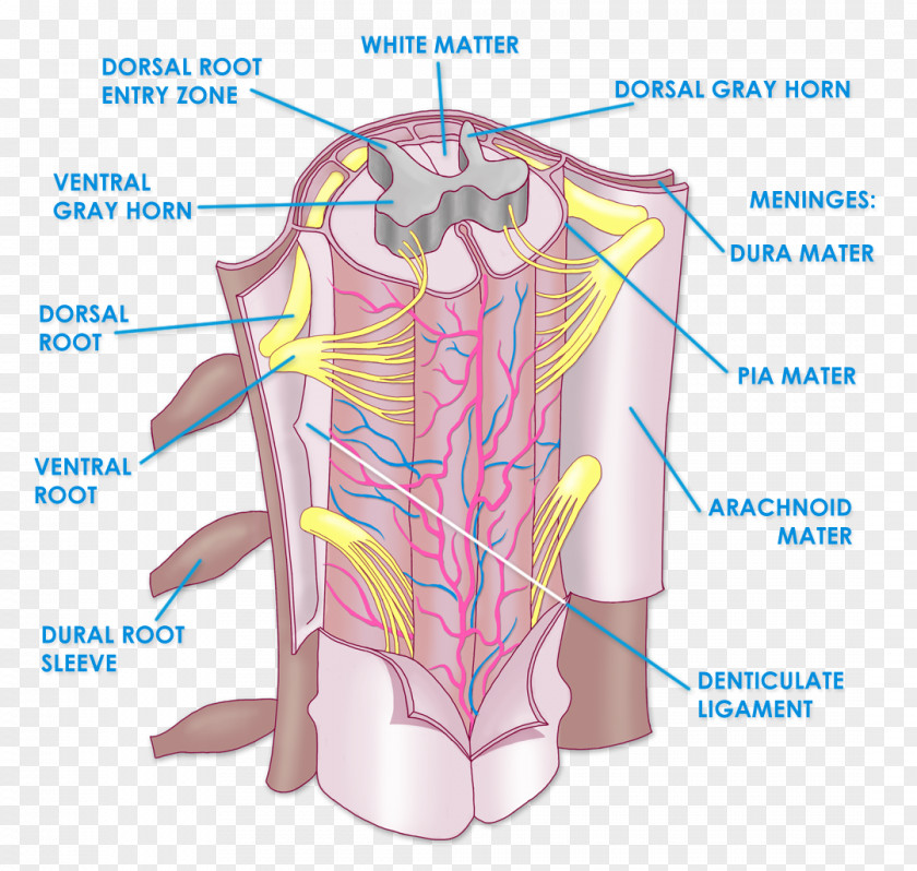 Auriculotemporal Nerve Spinal Cord Anatomy Vertebral Column Nervous System Human Body PNG