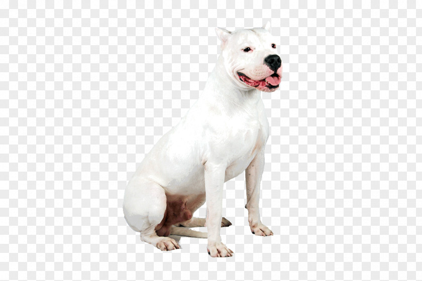 Dogo Argentino Dog Breed Guatemalan Pit Bull Staffordshire Terrier PNG