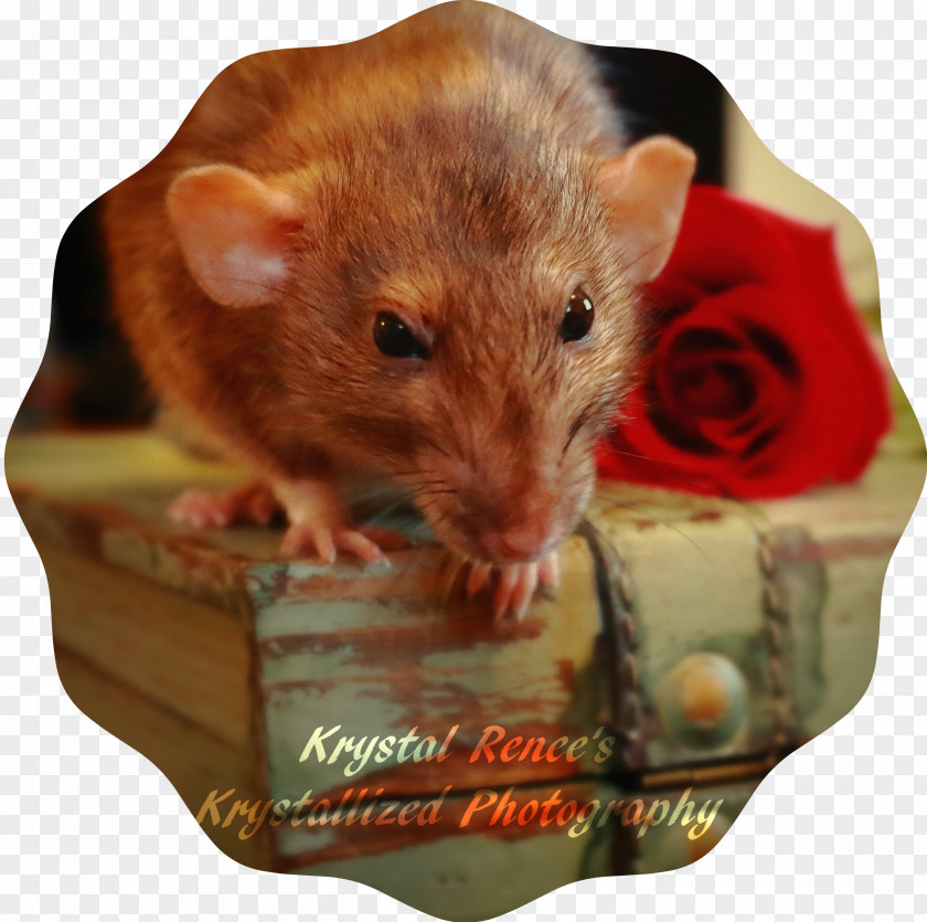 Rat Fancy Gerbil Mouse Rodent PNG