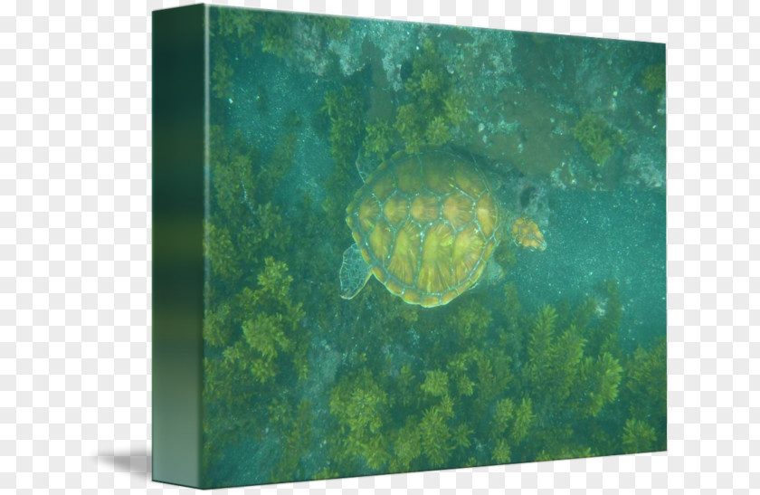 Turtle Sea Ecosystem Pond Turtles Marine Biology PNG