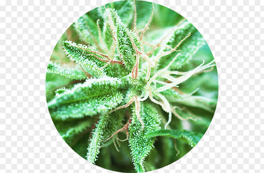 Cannabis Sativa Autoflowering Marijuana Cannabidiol PNG