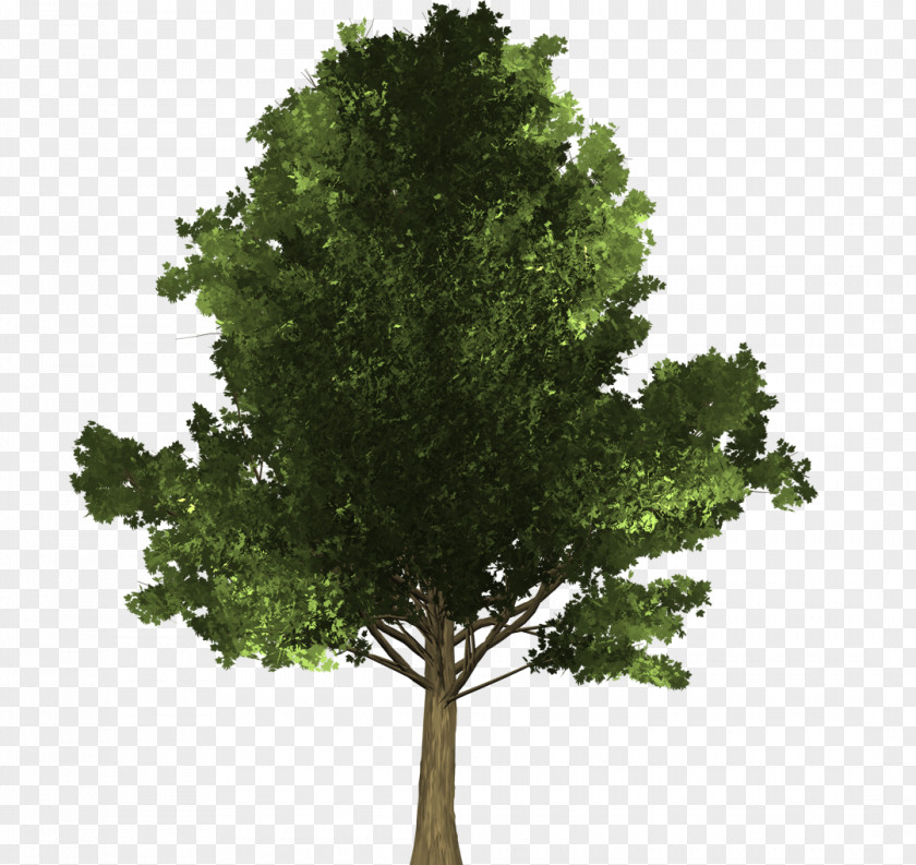 Maple Leaves Tree Evergreen Branch Woody Plant Pine PNG