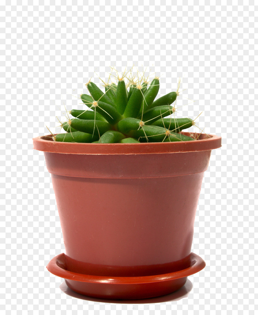 Potted,Prickly Pear Material Cactaceae Flowerpot Plant Bonsai PNG