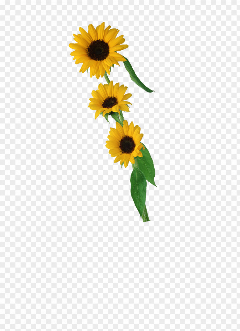 Sunflower Common Petal PNG