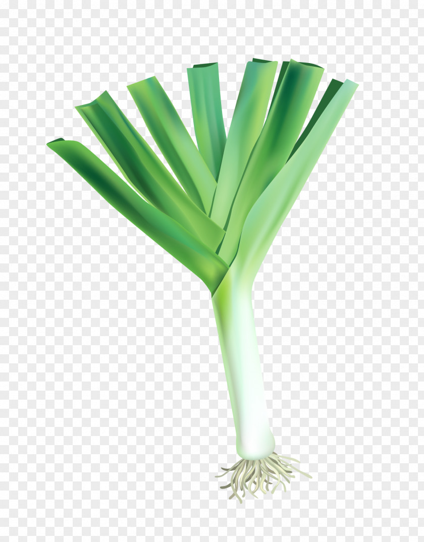 Vector Onion Leaves Vegetable Illustration PNG
