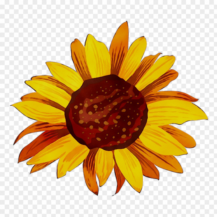 Yellow Sunflower Chrysanthemum Dress PNG