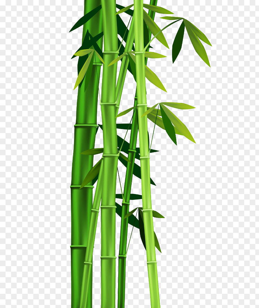 Bamboo Leaves Clip Art PNG