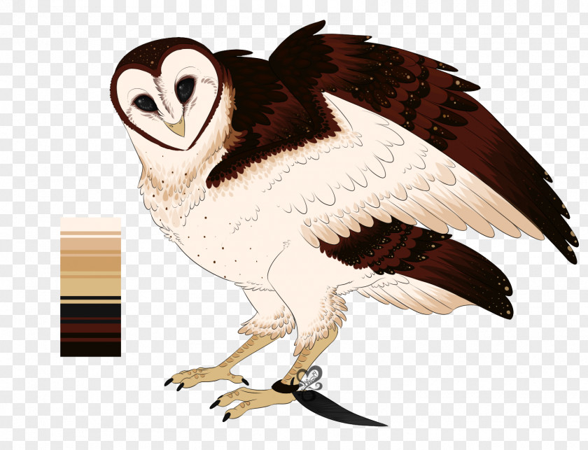 Barn Bird Of Prey Owl Beak Animal PNG