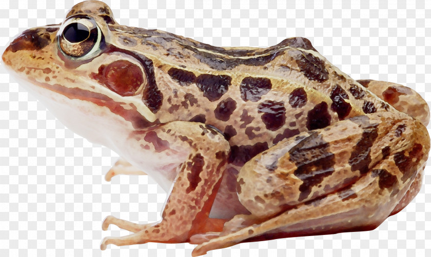 Common Frog Amphibians True Edible PNG