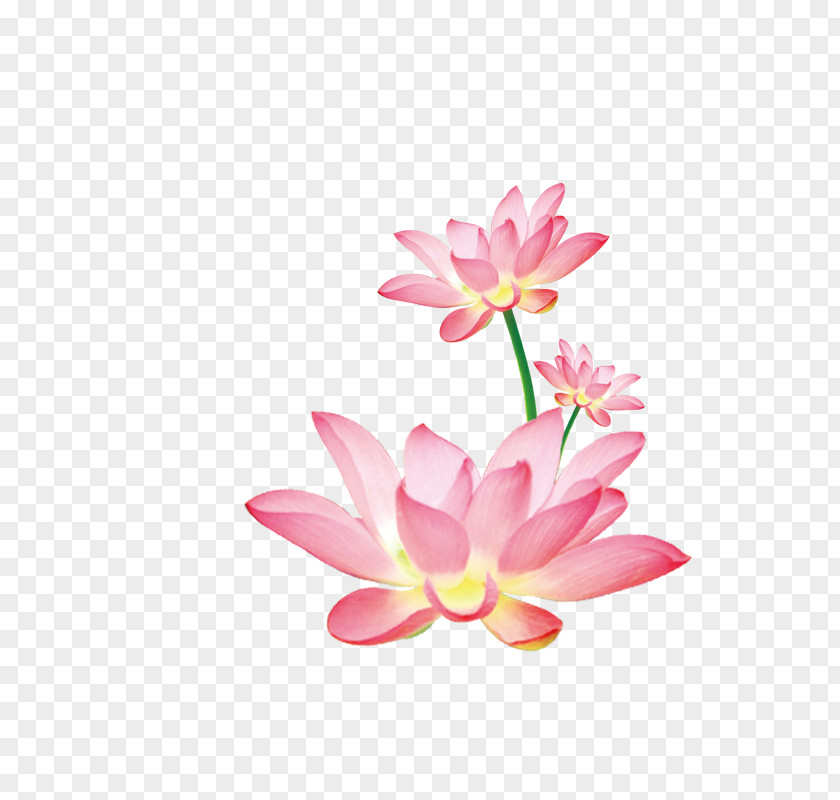 Creative Flower,lotus Nelumbo Nucifera PNG