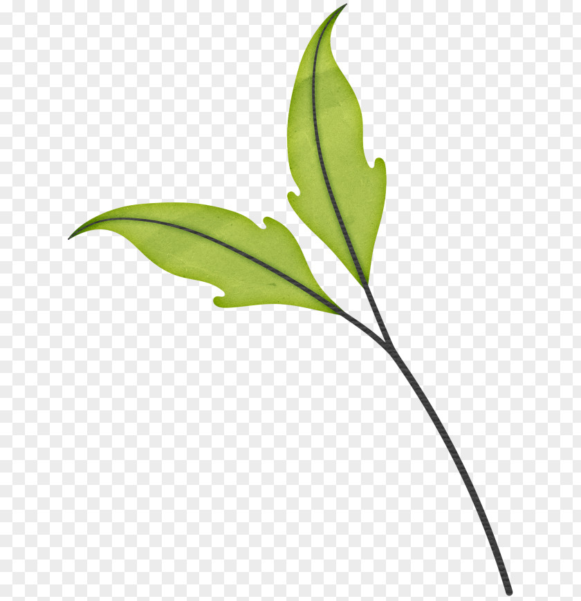 Leaf Drawing Blog PNG