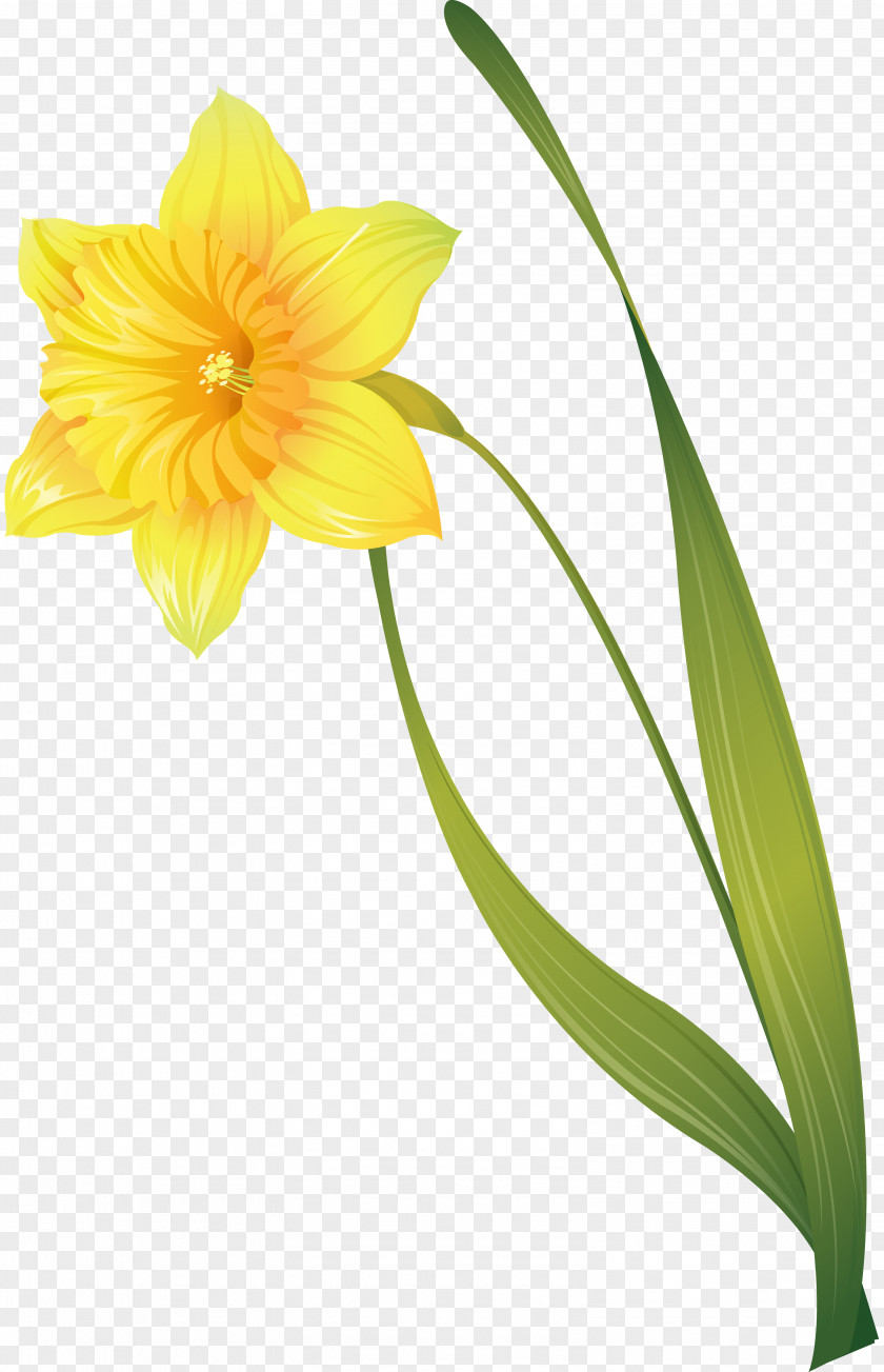 Narcissus Jonquilla Flower Clip Art PNG