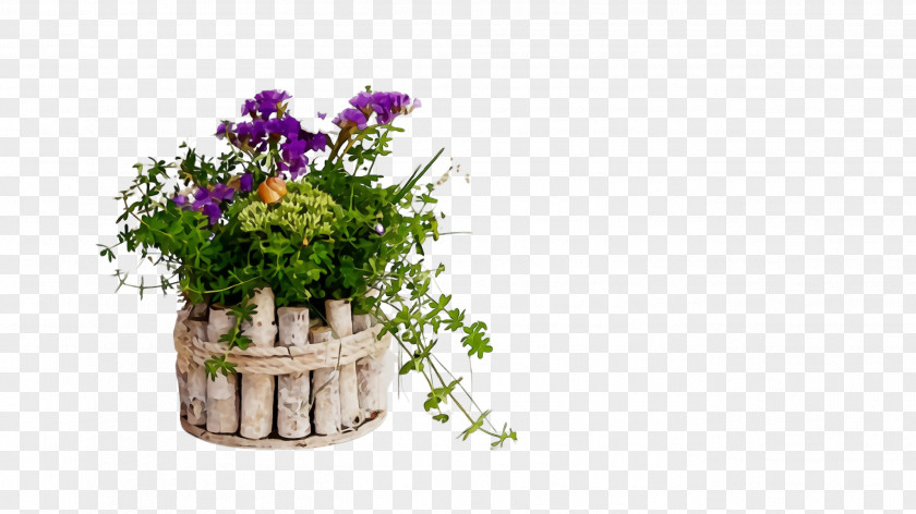 Verbena Wildflower Flowerpot Flower Plant Cut Flowers Houseplant PNG