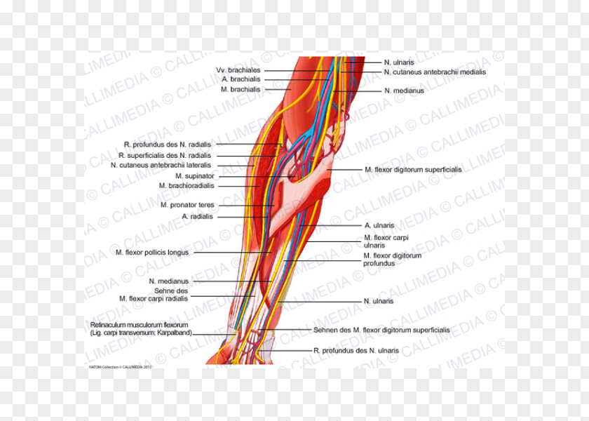 Arm Nerve Muscle Elbow Human Anatomy PNG