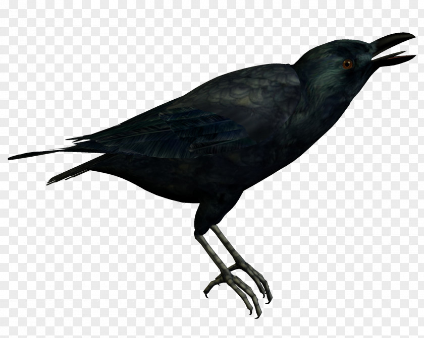 Crow American New Caledonian Bird PNG