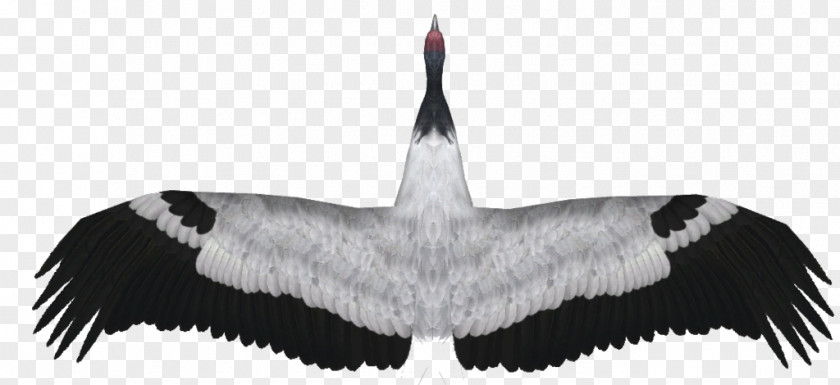 Demoiselle Crane Black-necked Feather Zoo Tycoon 2 PNG