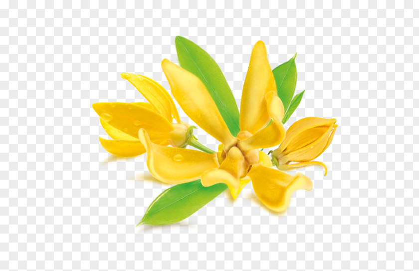 Lily Family Flower Cartoon PNG