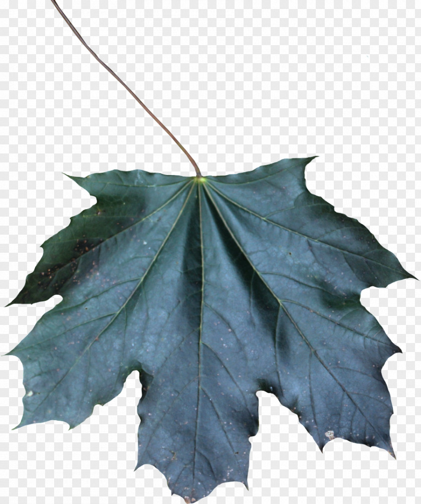 Maple Flower Leaf PNG