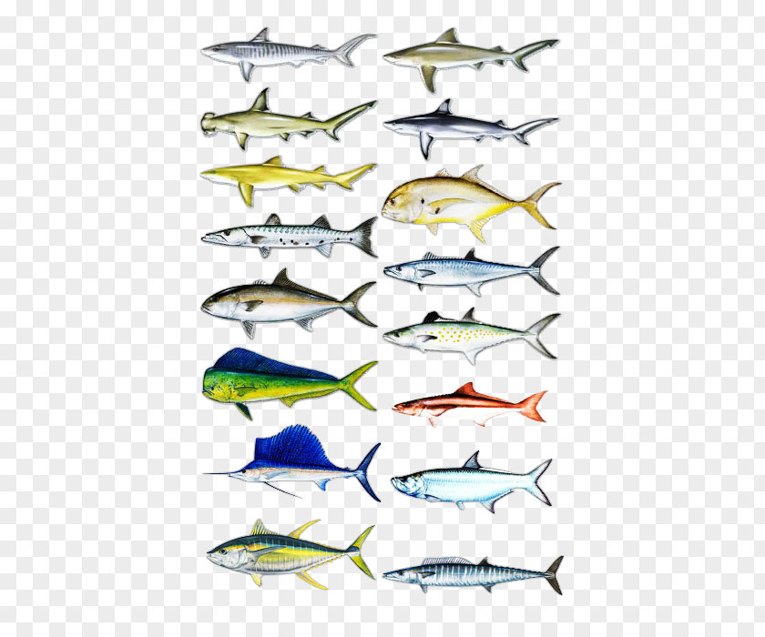 Fishing Sardine Recreational Baits & Lures PNG