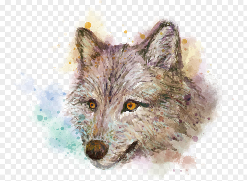 Fox Red Coyote Gray Wolf Jackal Snout PNG