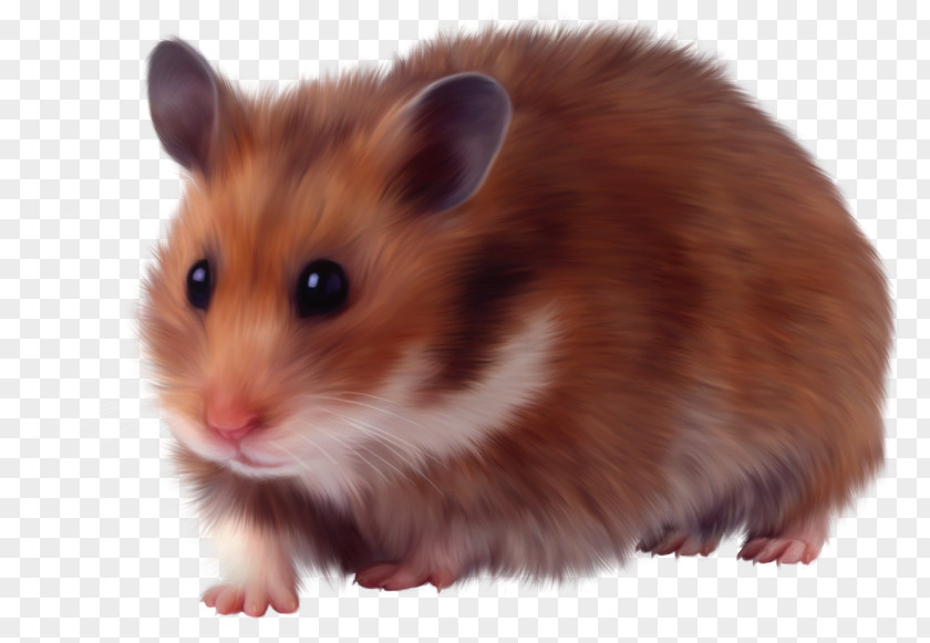 Hamster Rodent Murids Domestic Animal Dormouse PNG