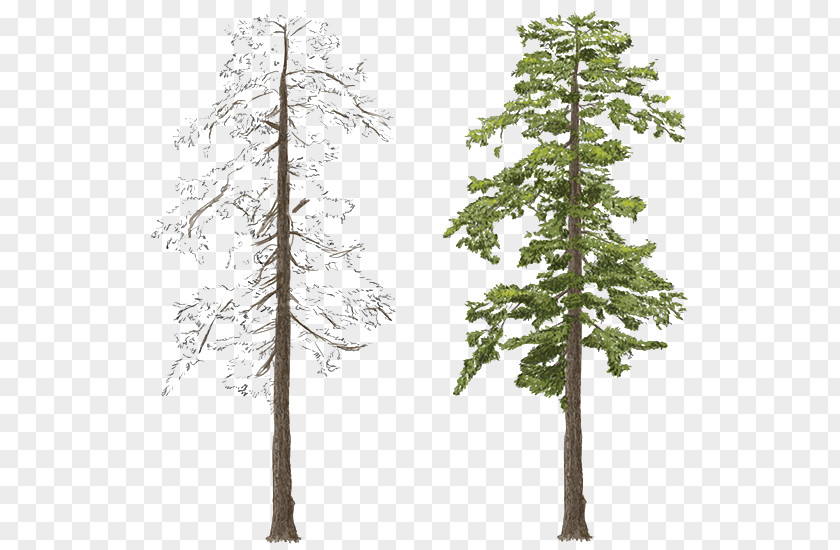 Tree Red Pine Larch Blue Spruce Conifers PNG