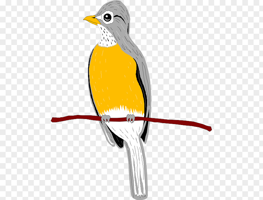 Bird Beak European Robin Wing Clip Art PNG