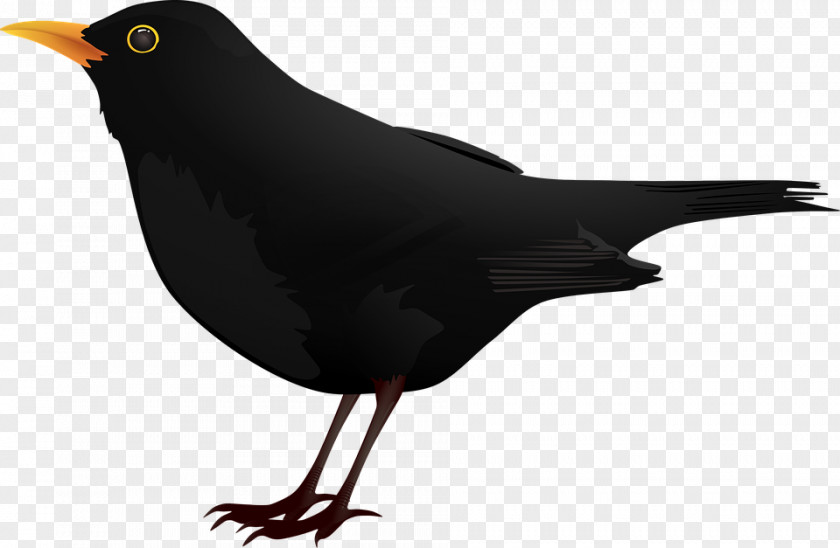 Cartoon Black Crow Blackbird Clip Art PNG