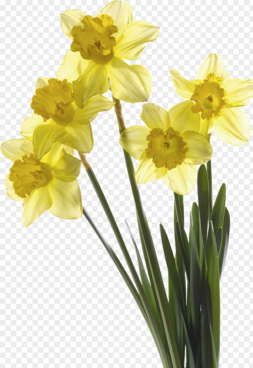 Flower Spring Narcissus Pseudonarcissus I Wandered Lonely As A Cloud Papyraceus Tulip PNG