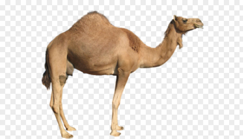 Khaki Camel Dromedary Bactrian Clip Art PNG