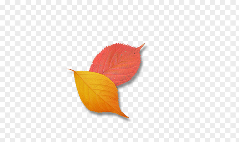 Leaf Petal Google Images PNG