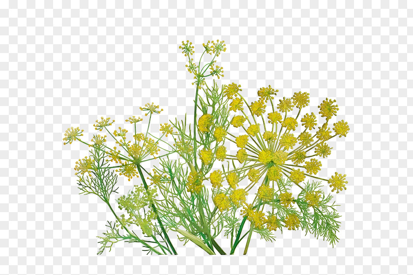 Perennial Plant Wildflower Flowering Flower Fennel Parsley Family PNG