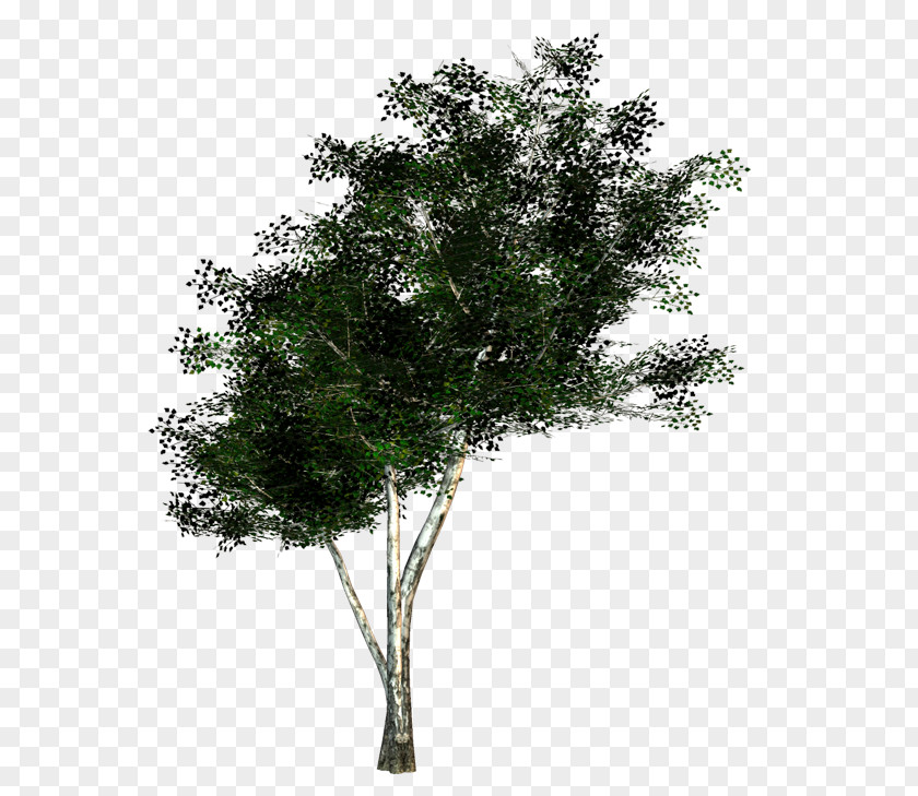Twigs The Rider Tree Twig Woody Plant PNG