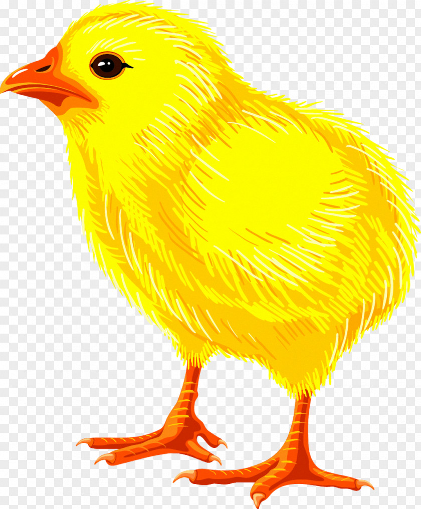 Chicken Easter Holiday Clip Art PNG