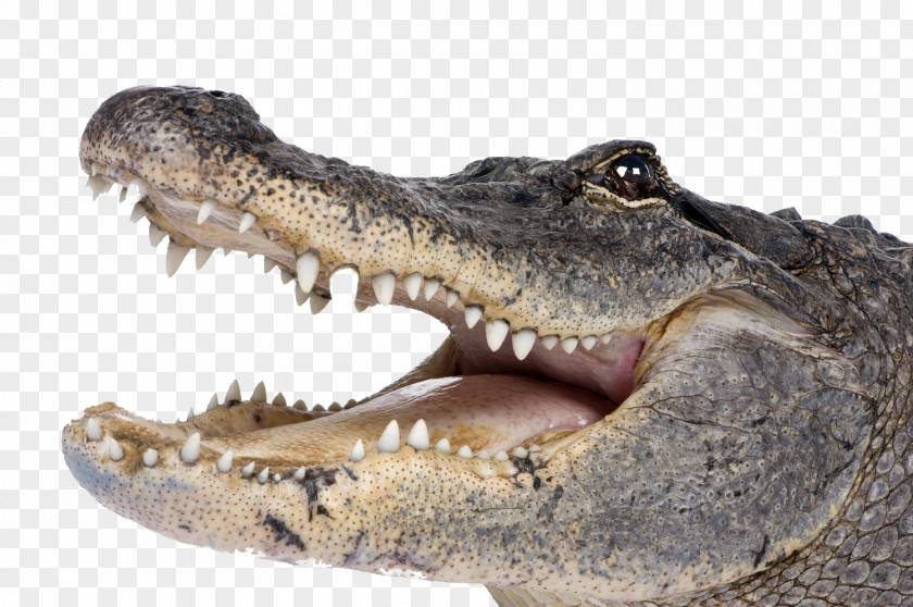 Crocodile Transparent Crocodiles American Alligator Clip Art PNG