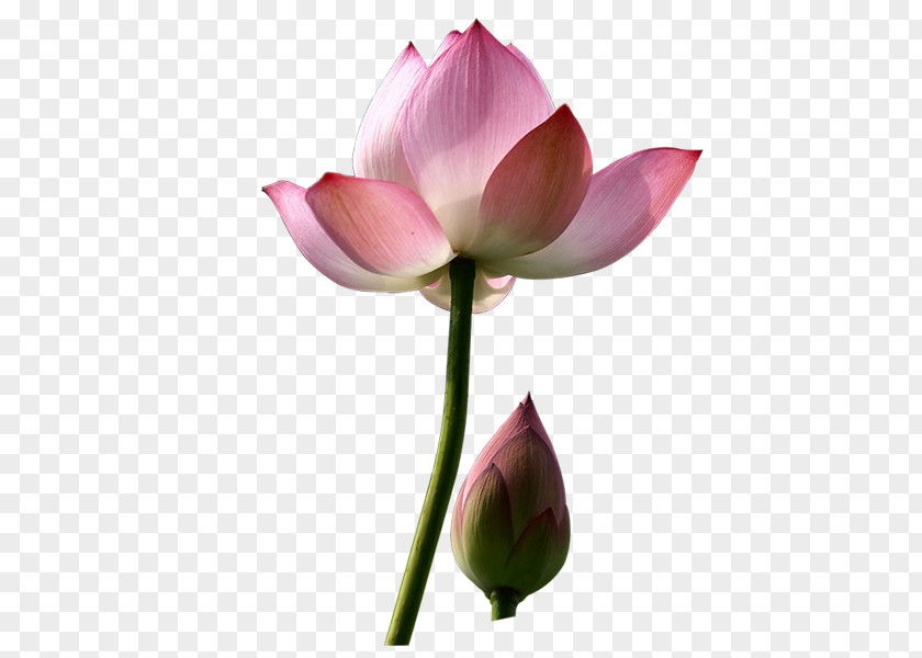 ดอกบัว Nelumbo Nucifera Clip Art PNG