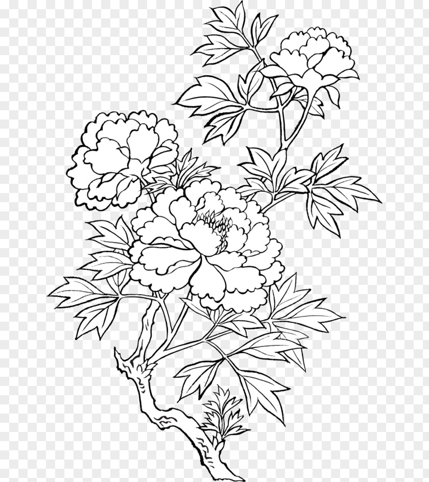 Peony Drawing Sketch PNG