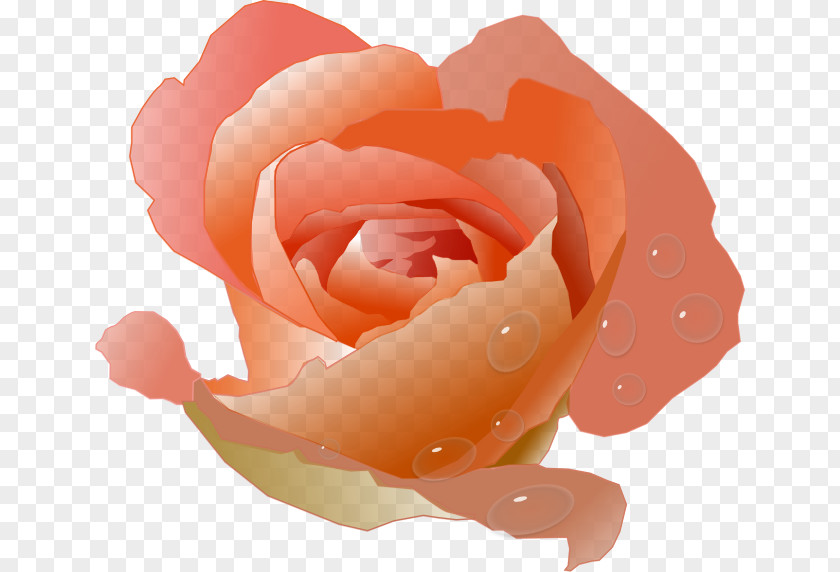 Watercolor Rose Peach Flower Clip Art PNG