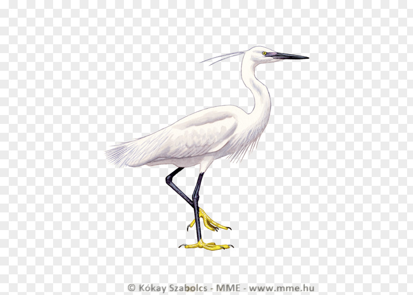 Antirrhinum Majus Lobi Great Egret Little Bird White Stork PNG
