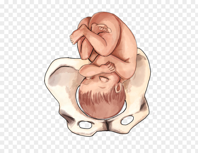 Baby Tummy Fetal Position Childbirth Infant Presentation PNG